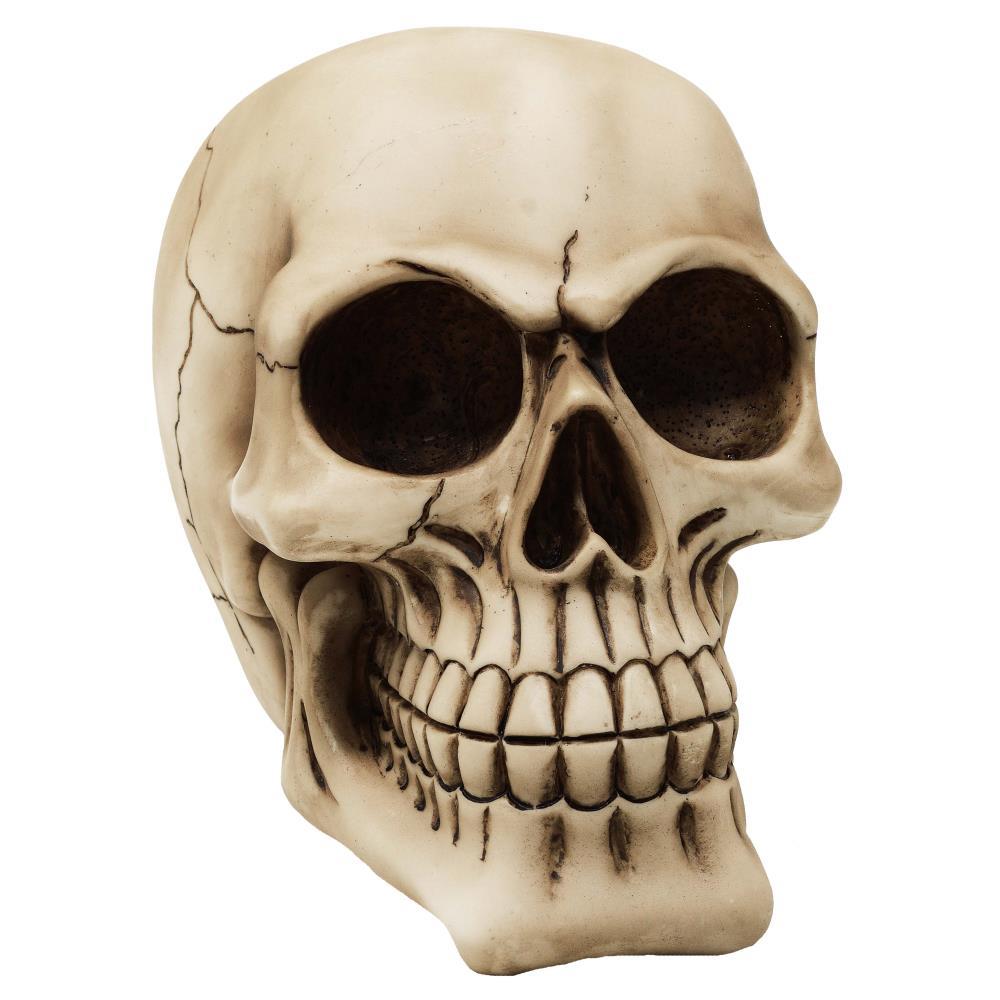 Life size skull